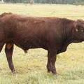 2010 Coming Two Year Old Bull 918W R