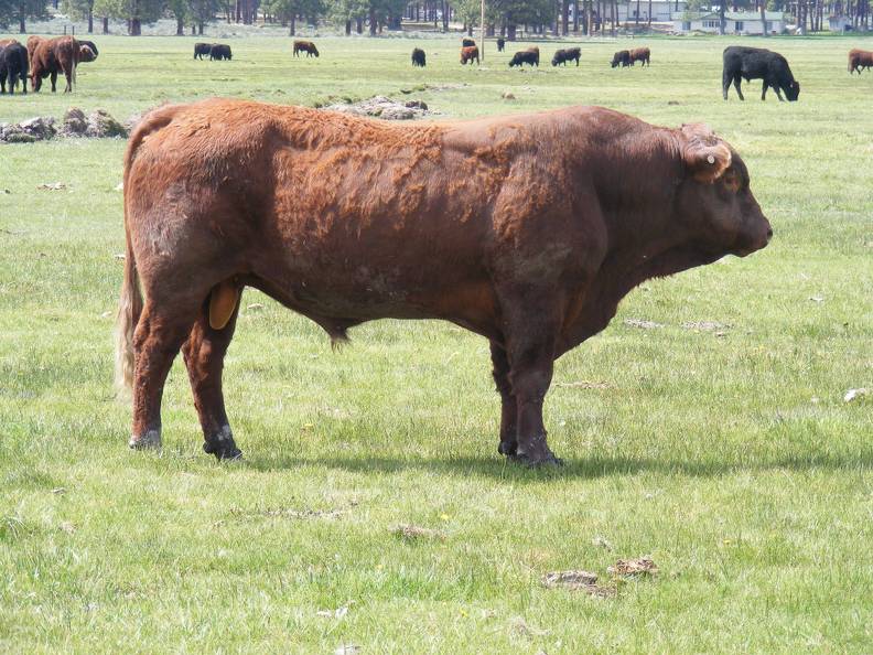 2010 Four Year Old Herdsire Bull 601W R.jpg