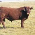 2011 Coming Two Year Old Bull 035W R