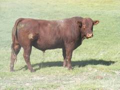 035 Two Year Old Bull