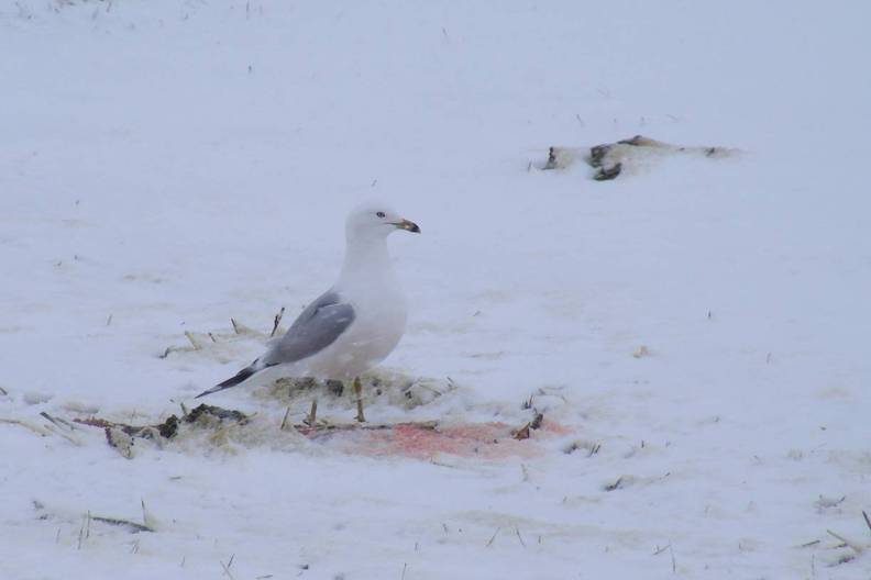 Seagull in winter.jpg