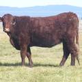 2011 Coming Two Bred Heifer 16XW R