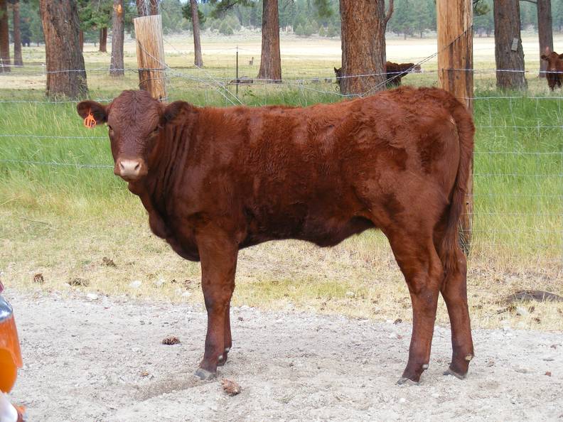 2010 Five Month Old Heifer Calf 11Po R.jpg
