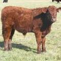2011 Steer Calf 646w R 2