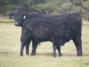 2011 Three Year Old Cow 871W B  Steer Calf 871w B