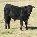 2014 Steer Calf 36W