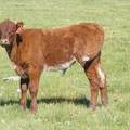 2013 Steer Calf 085