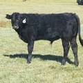 2014 Steer Calf 105