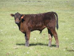 2013 Steer Calf 126