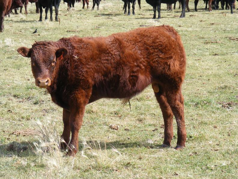 2010 Steer Calf 1Ro R.jpg