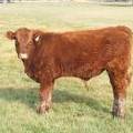 2011 Steer Calf 127w R