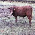 607 (669) Weaner Bull for Sale 2016