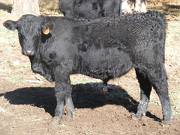 SOLD 623 (735) Weaner Bull for Sale 2016