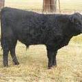 Herdsire 622 (942)  Weaner Bull 2016