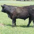 618  Yearling Bull for sale June 2017