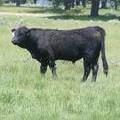 Herdsire 622 Yearling Bull June 2017