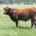 607 Yearling Bull for sale June 2017