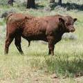 SOLD 527 Two year old bull 2017