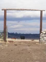 Cow eyeing open gate