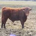 711 Two Year Old Bull for sale April 2019