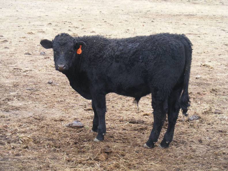 Yearling Black bull 43= | Flying T Salers