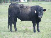 Two Year Old Bulls for Sale
