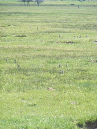 Ground squirrels, aka sage rats