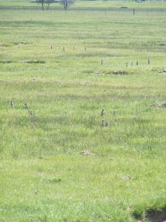 Ground squirrels, aka sage rats