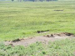 Ground squirrels, aka sage rats