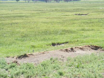 Ground squirrels, aka sage rats