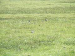 Ground squirrels, aka sage rats