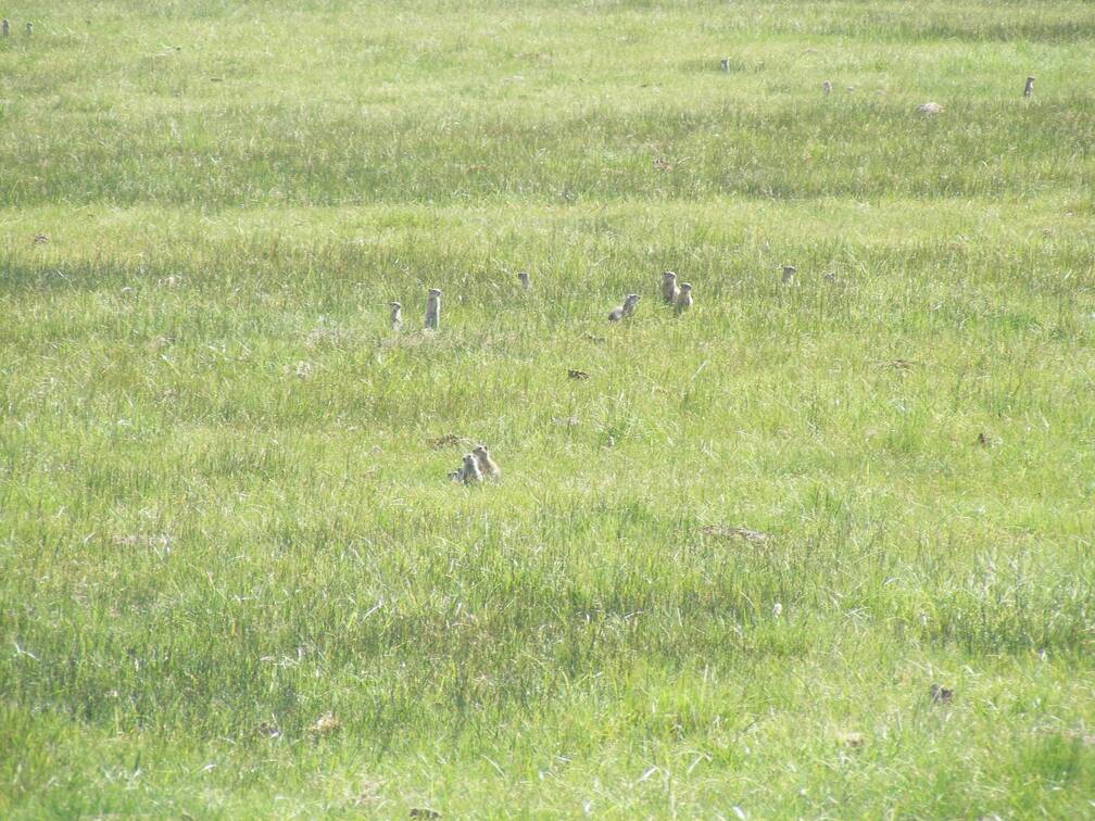 Ground squirrels, aka sage rats