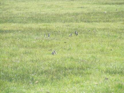 Ground squirrels, aka sage rats