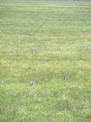 Ground squirrels, aka sage rats