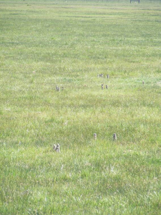 Ground squirrels, aka sage rats