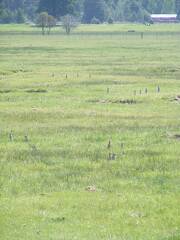 Ground squirrels, aka sage rats