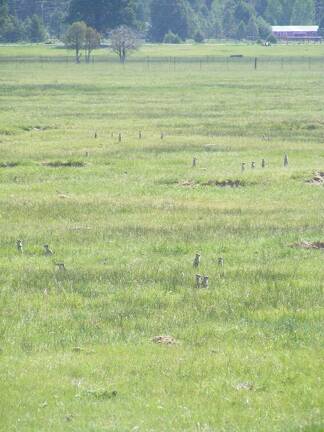 Ground squirrels, aka sage rats