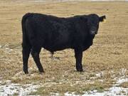 Yearling bulls for sale