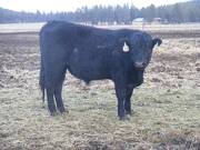 Two Year Old Bulls for Sale