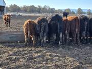 Little steers and heifers for sale