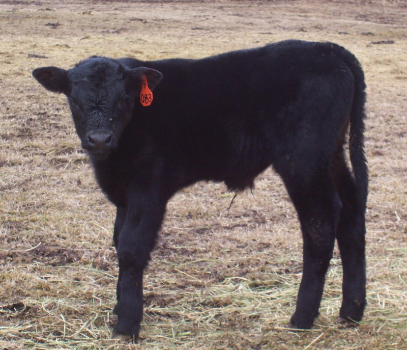 A calf