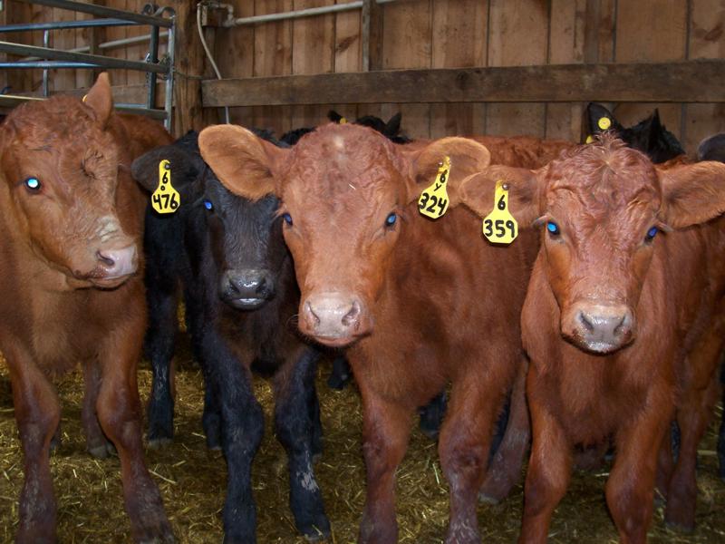 calves at branding